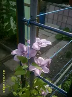 Garten 015.webp