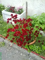 Garten 021 [640x480].webp