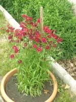 9945.webp