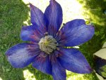 clematis_multi_blue.jpg