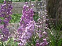 20.06.2007 009.webp