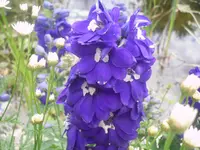 20.06.2007 018.webp