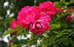 Unbekannte in voller Blüte.webp
