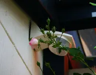 Jasmina erste Blüte geht auf.webp