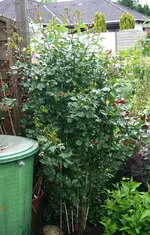 rot 170 cm hoch.webp