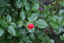 rote erste Knospe.webp