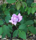 lilafarben erste Blüte.webp