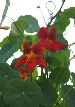 Kletterkresse blüht.webp