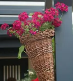 Verbenen.webp
