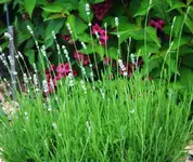 weißer Lavendel.webp