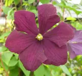 26750.webp