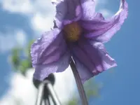 027.webp