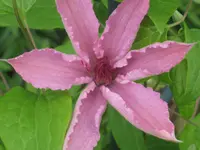 003.webp