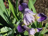 IMG_blaufrau_1024x768.webp