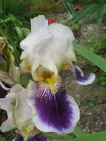 IMG_6350_576x768.webp