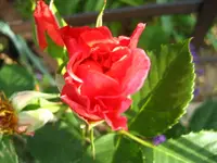 IMG_1609.webp