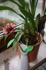 Blume.webp