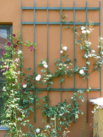 rose new dawn3.webp