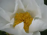 009.webp