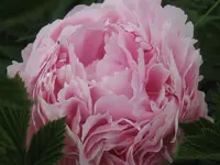 010.webp