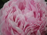 013.webp