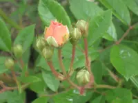006.webp