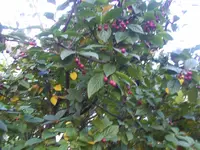 Oma s garten 060.jpg