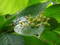 22.Juni 2010 055.webp