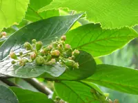 22.Juni 2010 058.jpg