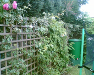 Kletterrosen und wilder Wein links.webp