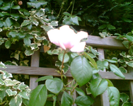 die zweite Kletterrose links.webp