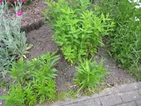 unbekannte blumen.webp