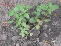 unbekannte pflanze.webp