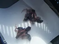DSCF6695.webp