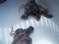 DSCF6696.webp