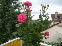 Rosalie 2.webp