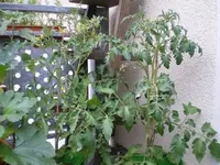 IMGP1378_rs.webp