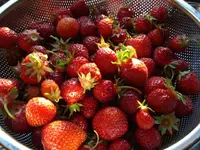 strawberry harvest Friday.webp