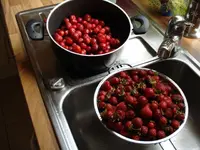 strawberry harvest Sunday.webp