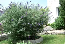 Buddleja_1.webp