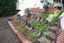 beet[2].webp