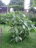 PIC00556.webp