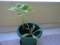 21062010710.webp