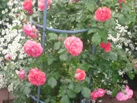 21.06.2010 009.webp