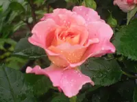 21.06.2010 012.webp