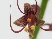 Blüte Henne.webp