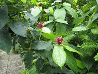 IMG_1746 calycanthus floridus.webp