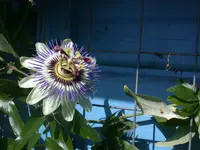 Passiflora.webp