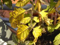 gelto4.webp