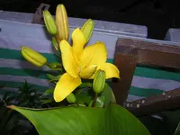 DSCN0217.webp
